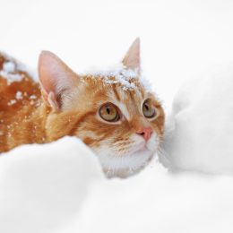 Cat in snow funny pet stories
