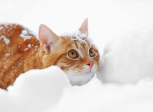 Cat in snow funny pet stories
