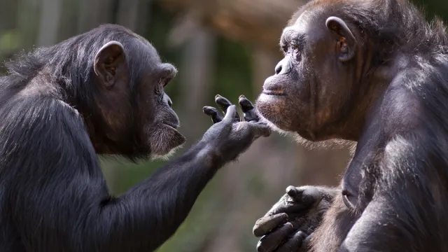 chimpanzees gazing wistfully at each other
