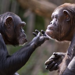 chimpanzees gazing wistfully at each other