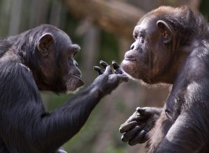 chimpanzees gazing wistfully at each other