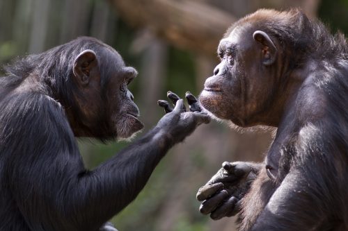 chimpanzees gazing wistfully at each other