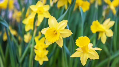 Daffodils plants that can kill