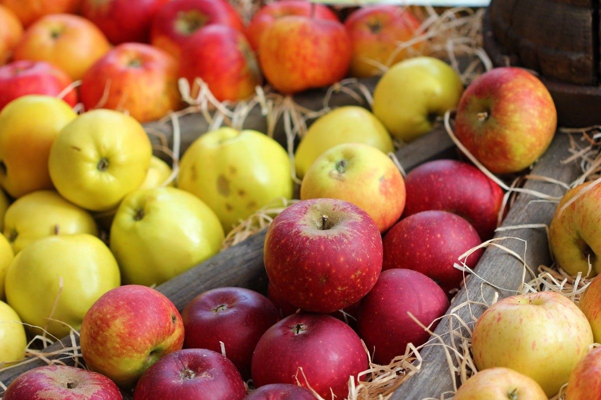 Different types of apples