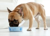 Dog Eating Food From a Bowl, things you shouldn't store in your basement
