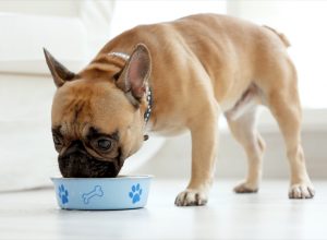 Dog Eating Food From a Bowl, things you shouldn't store in your basement