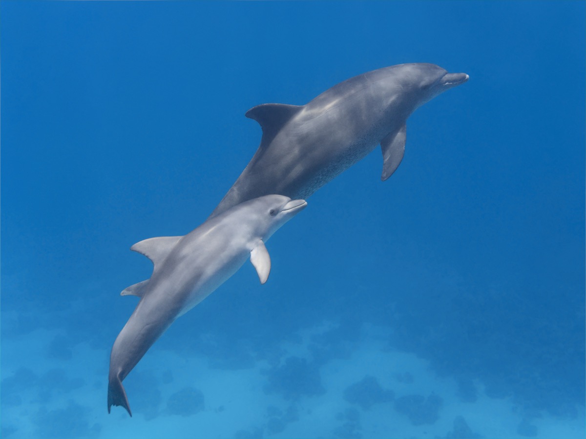dolphin baby and mother