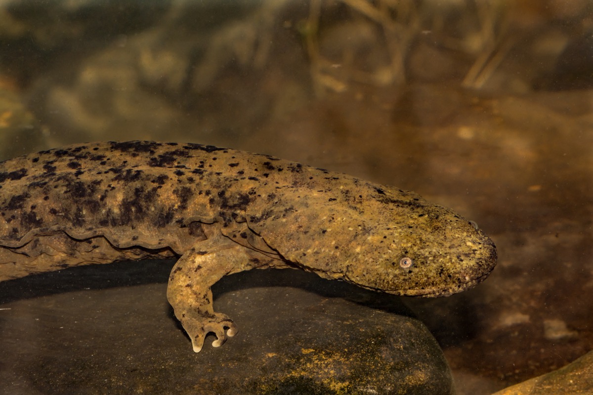 eastern hellbender salamander, crazy facts