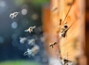 Close up of flying bees. Wooden beehive and bees, blured background. - Image