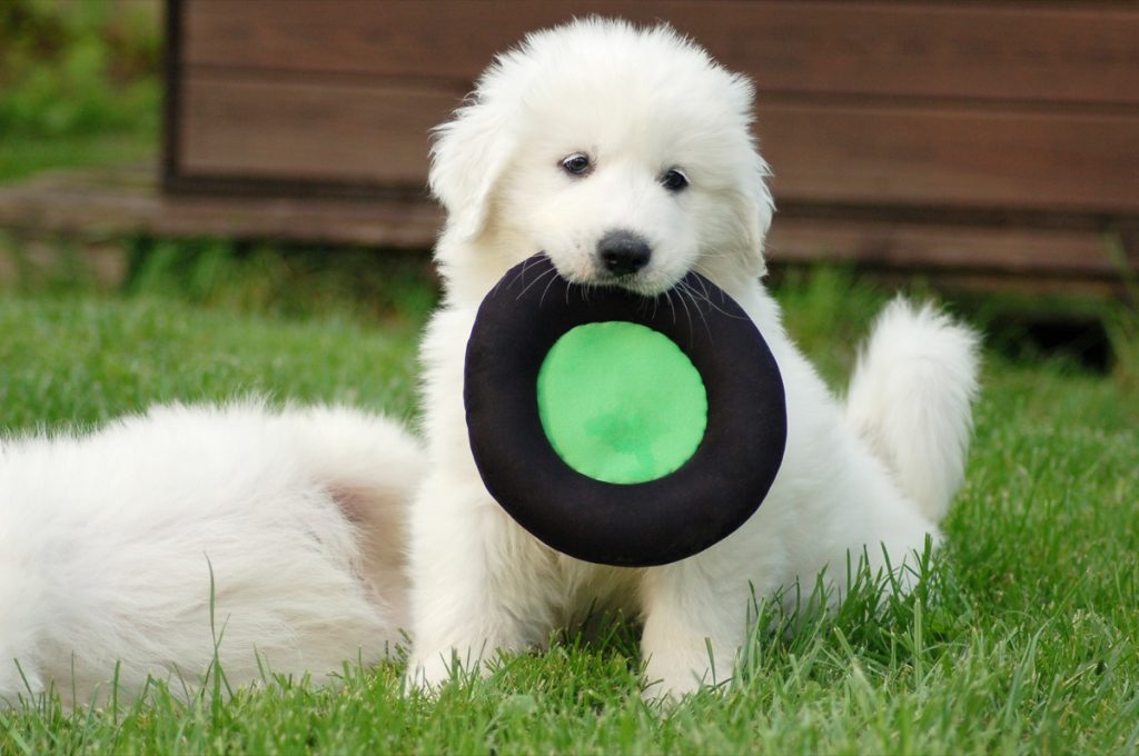 Great Pyrenees puppy with toy disc