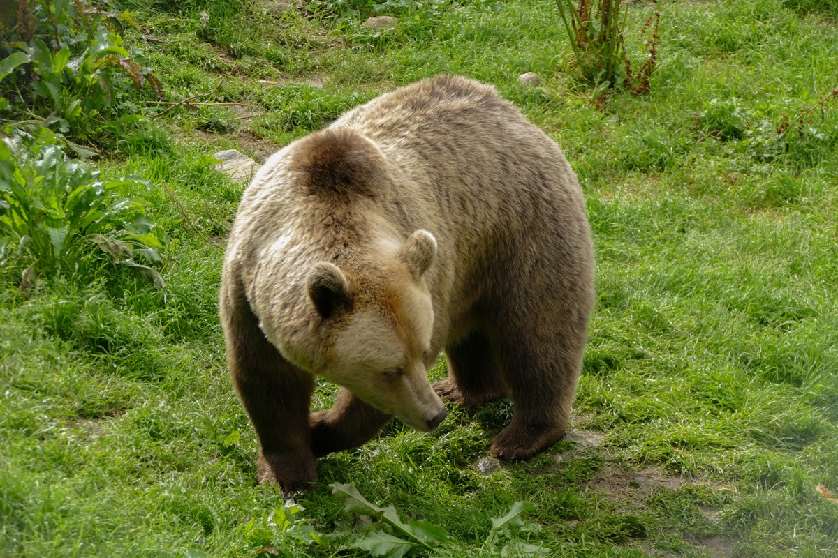 a brown grizzly bear with white fur