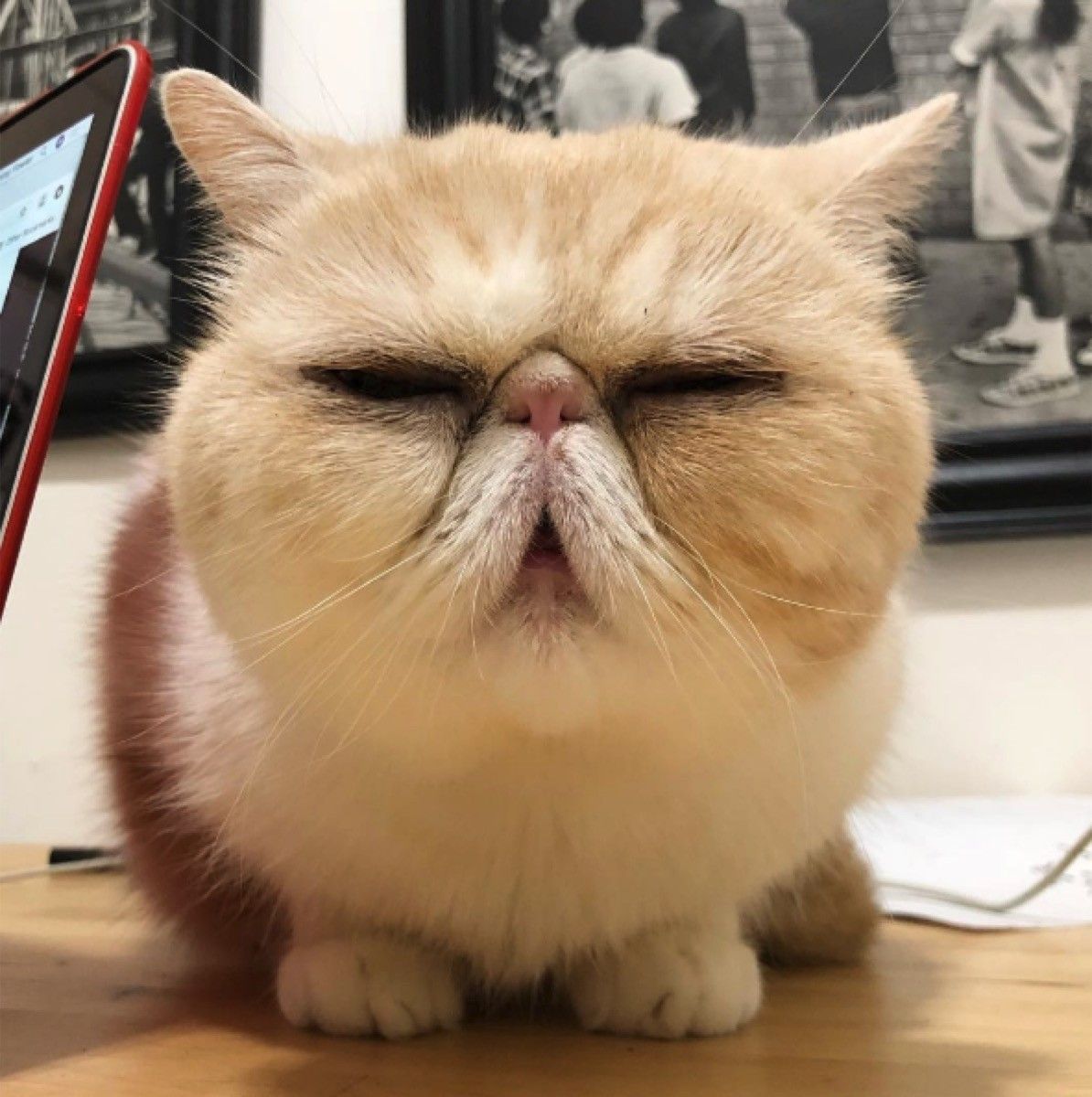 23 Funny Photos Of Pets Looking Extra Grumpy — Best Life