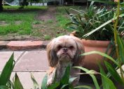 grumpy dog in the yard