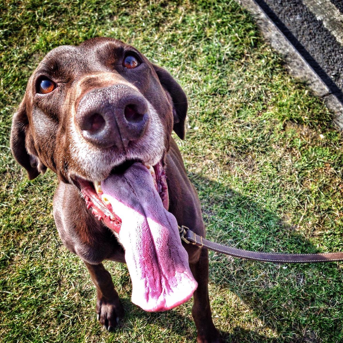 happy dog with huge tongue ready for a walk