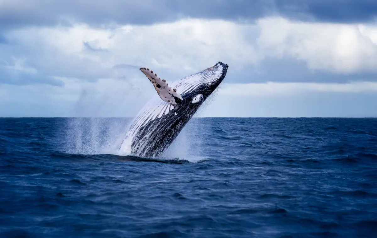 humpback whale, crazy facts