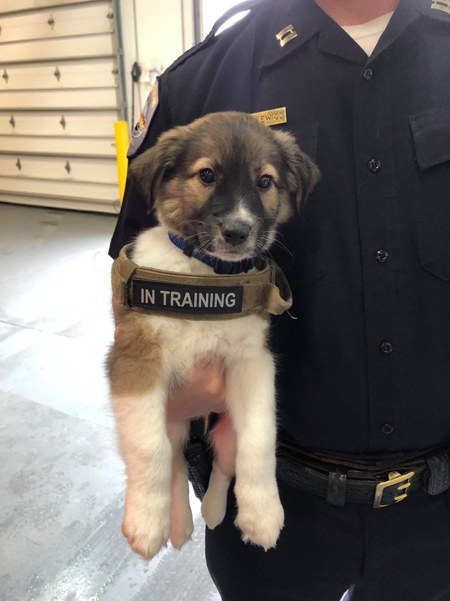Justice K9 in training Bluffton adorable police animals 