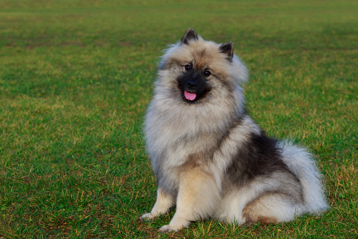 Keeshond dog breed fluffiest dog breeds