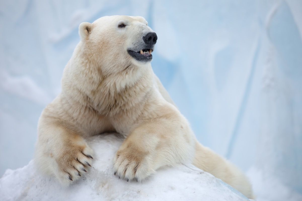 White bear. Белый медведь ошкуй. Полар Беар. Белый медведь хозяин Арктики. Белый Полярный мишка.