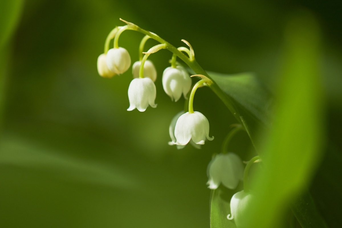 Lily of the Valley plants that can kill