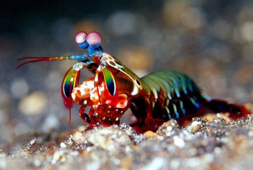 close-up of mantis shrimp 