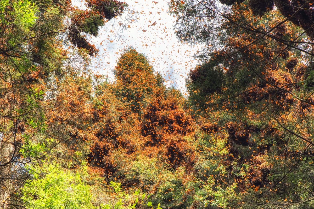 Monarch butterfly migration