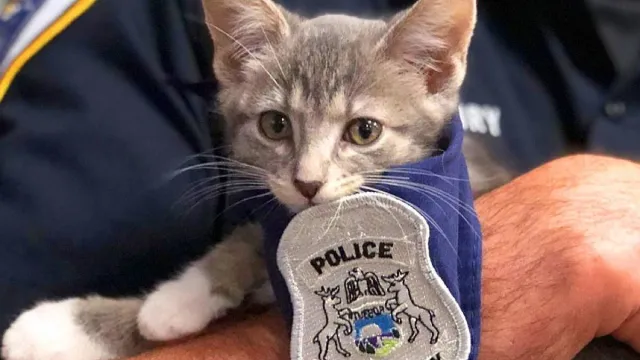 Pawfficer Donuts adorable police animals