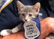 Pawfficer Donuts adorable police animals