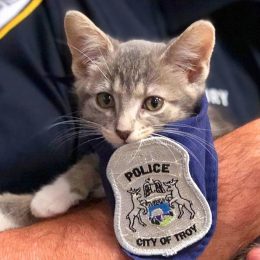 Pawfficer Donuts adorable police animals