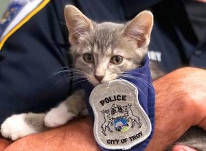 Pawfficer Donuts adorable police animals