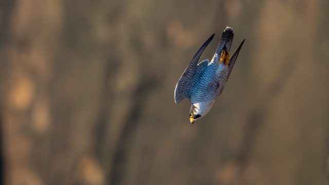 peregrine falcon, the fastest animal on earth