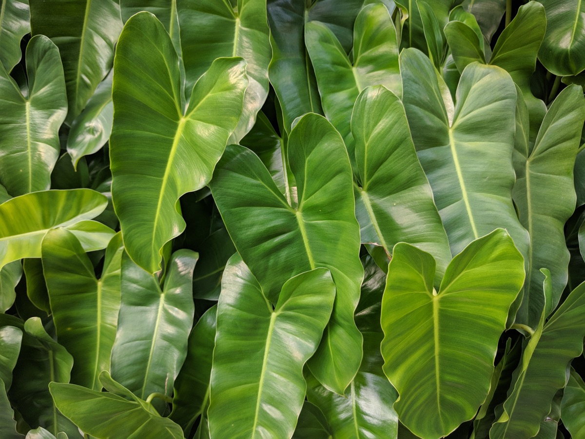 Philodendron Dangerous Plants in Your Backyard