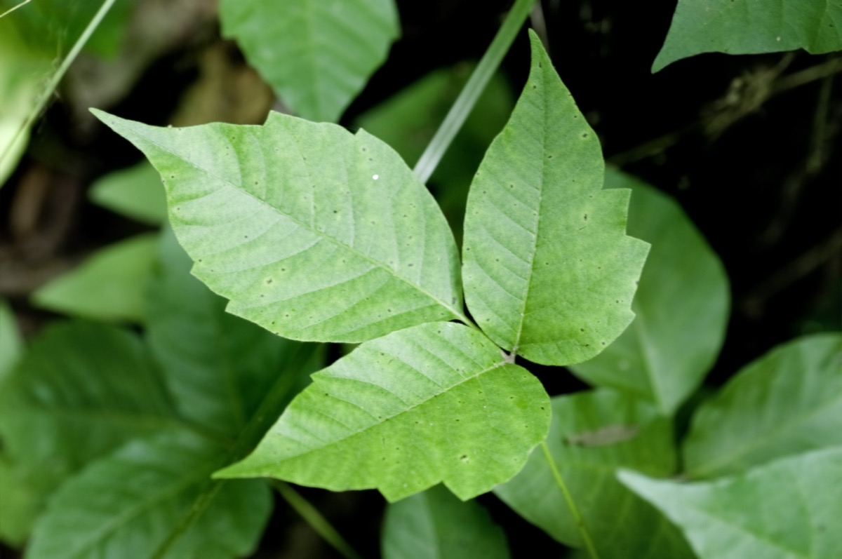 Poison Ivy Plant Dangerous Plants in Your Backyard