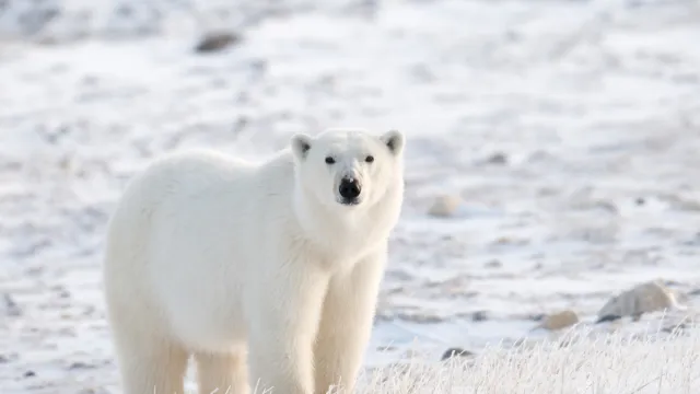 polar bear in the tundra of Churchill, Canada. Nikon D300 with 400mm f/2.8.
