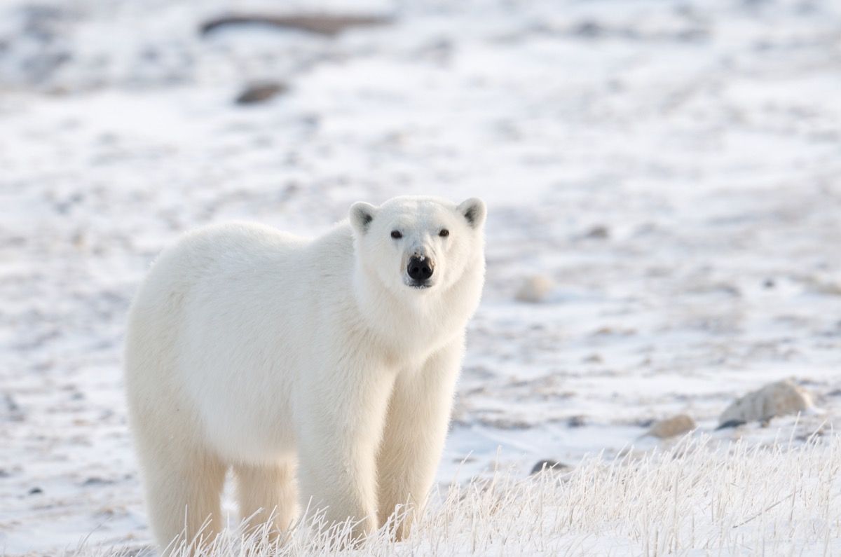 10 facts about polar bears!