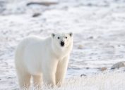 polar bear in the tundra of Churchill, Canada. Nikon D300 with 400mm f/2.8.