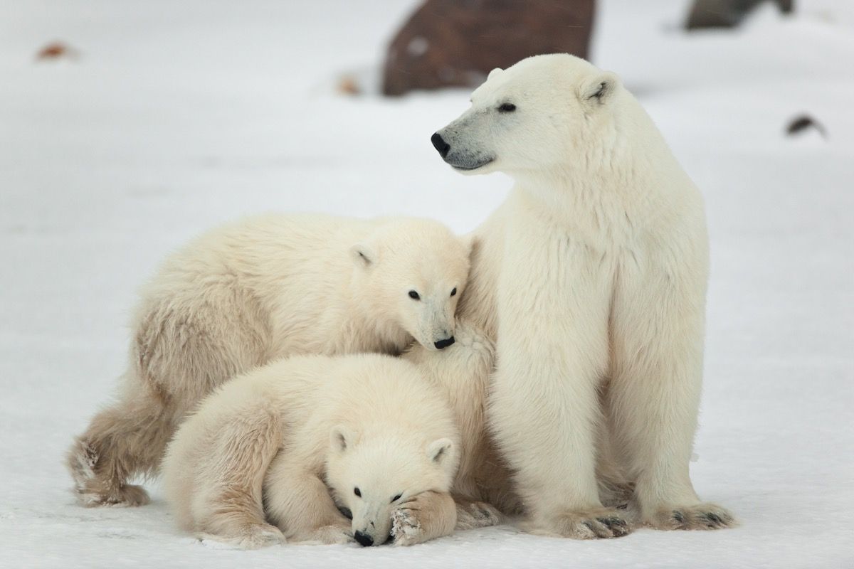 10 facts about polar bears!