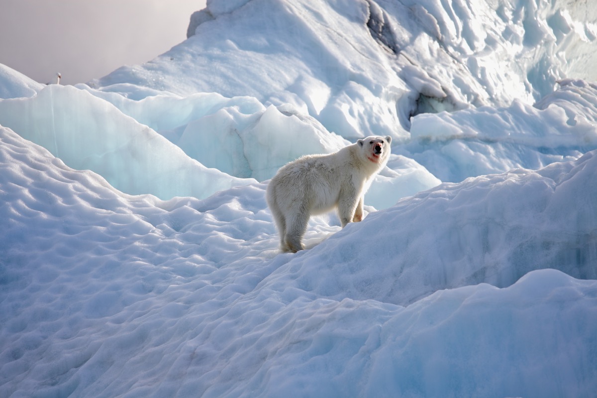 polar bear in natural environment