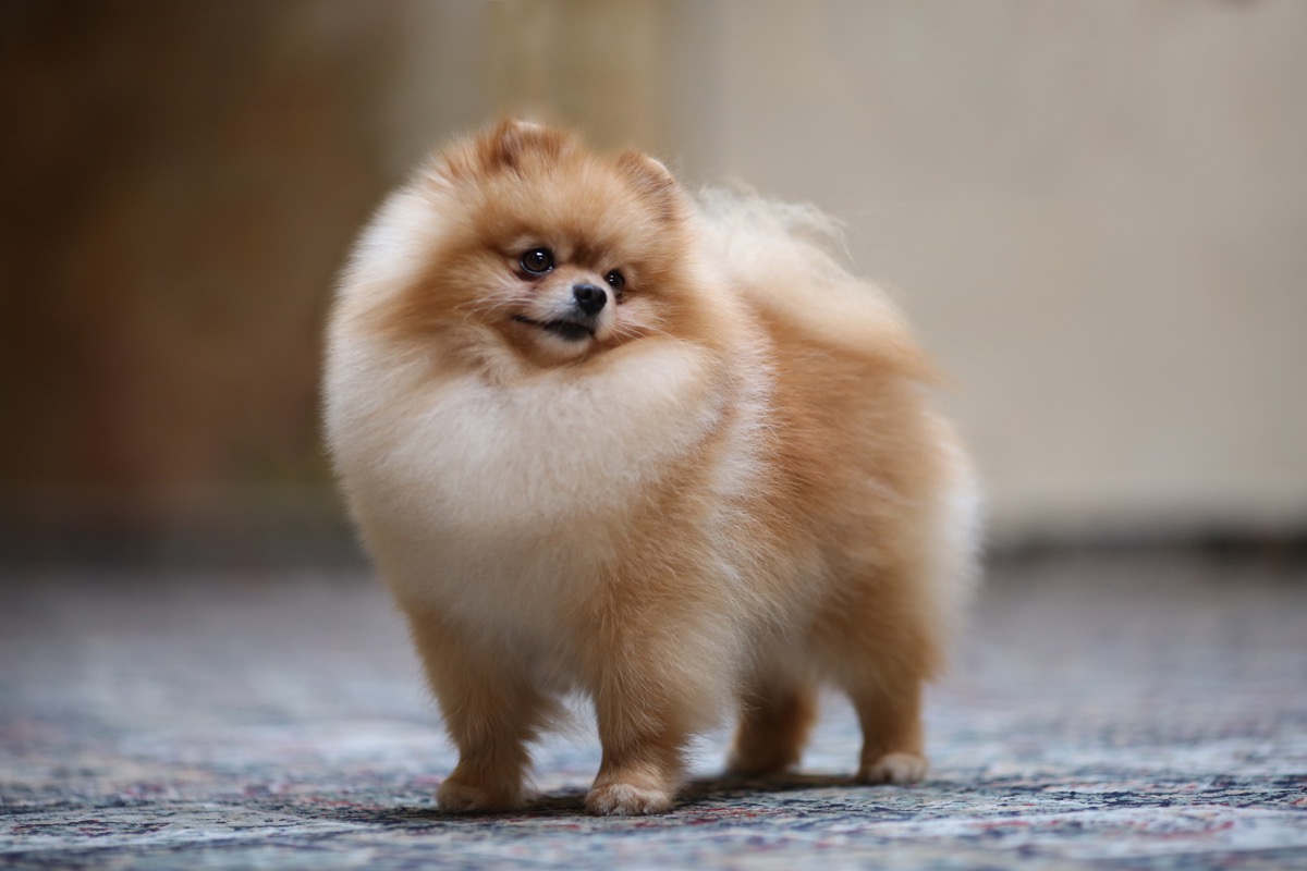 Pomeranian fluffiest dog breeds