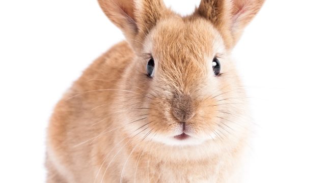 rabbit bunny for easter - best easter games
