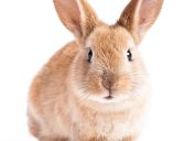 rabbit bunny for easter - best easter games