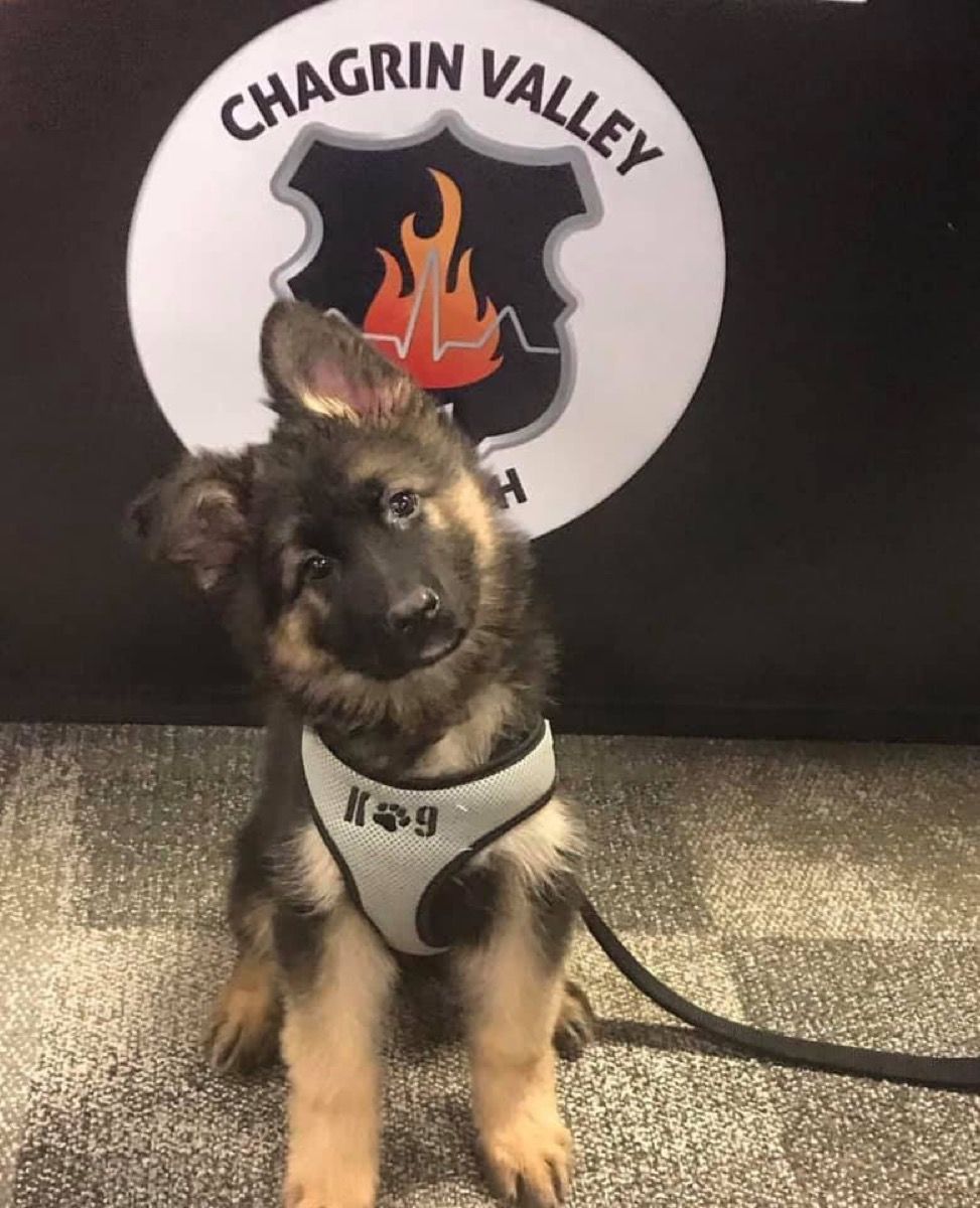 Cute hot sale police dog