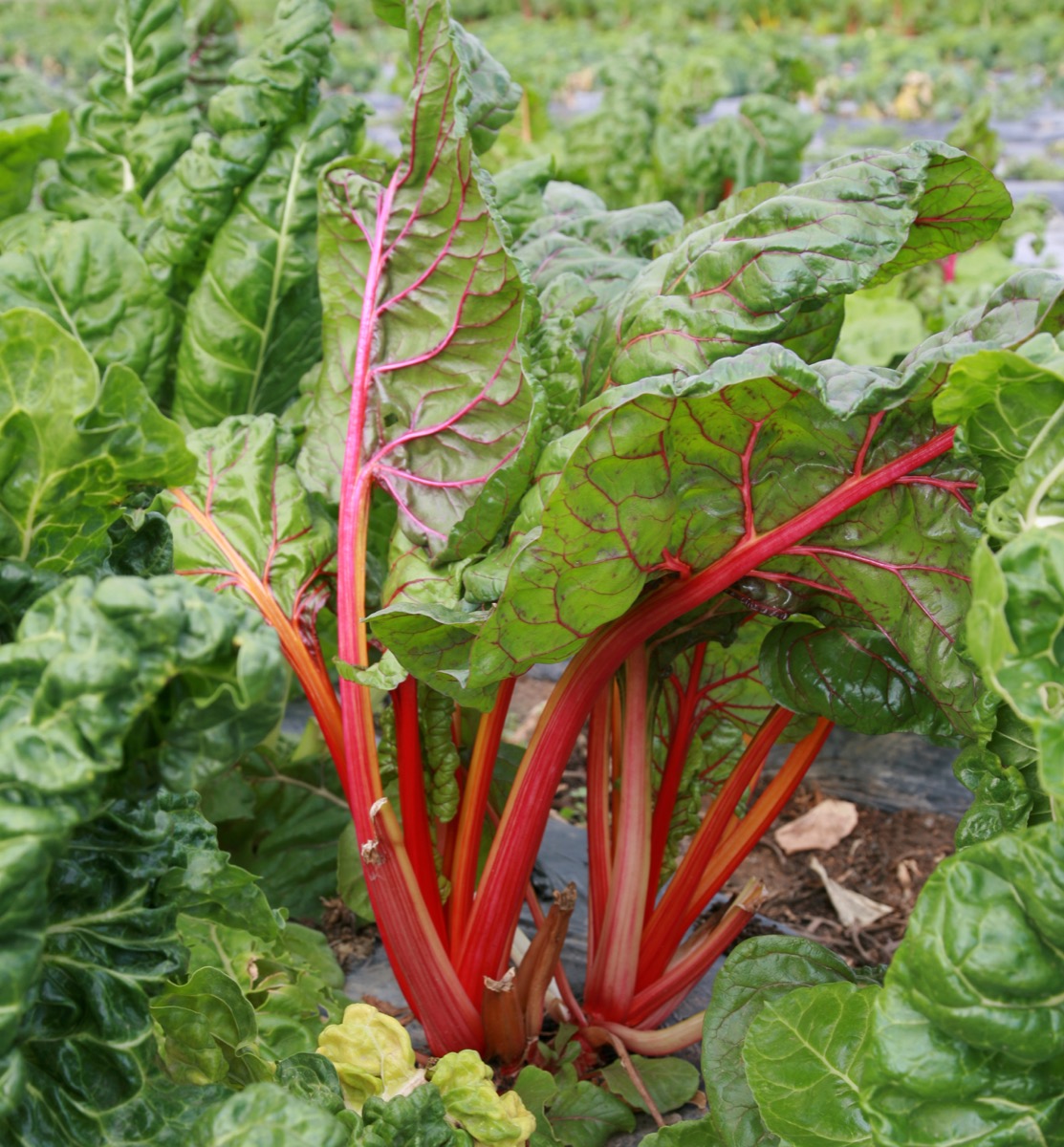 Rhubarb Plant Dangerous Plants in Your Backyard