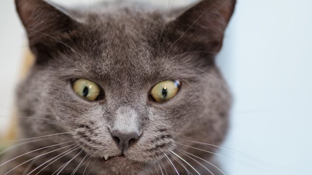 Five Funny Cat Videos in Honor of National Cat Day