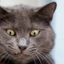 weird things cats do - funny cat videos