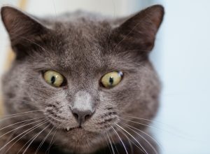 weird things cats do - funny cat videos