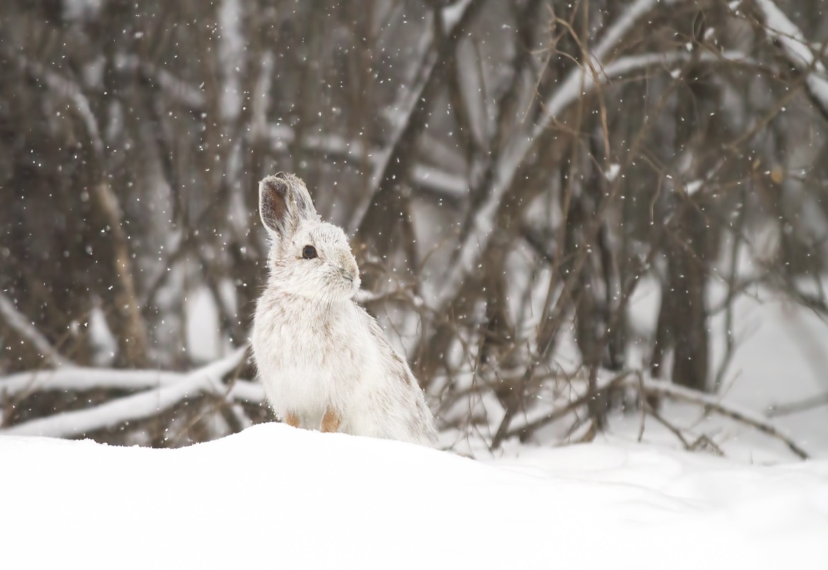 snowshoe hare in canada, crazy facts