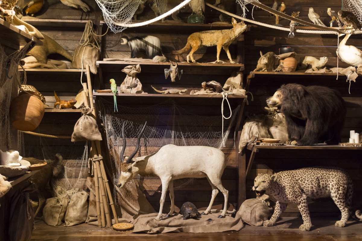 stuffed wall of taxidermy animals, crazy facts