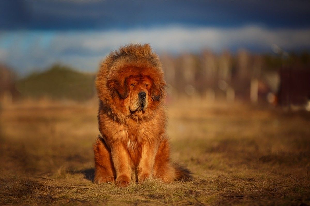 Fluffiest breed 2024 of dog