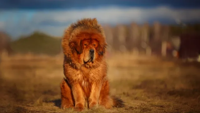 Tibetan Mastiff fluffiest dog breeds