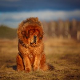 Tibetan Mastiff fluffiest dog breeds